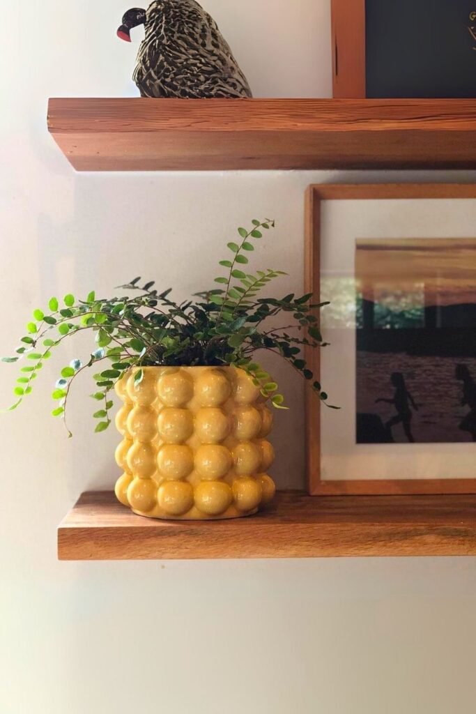 Button Fern Wall Plant