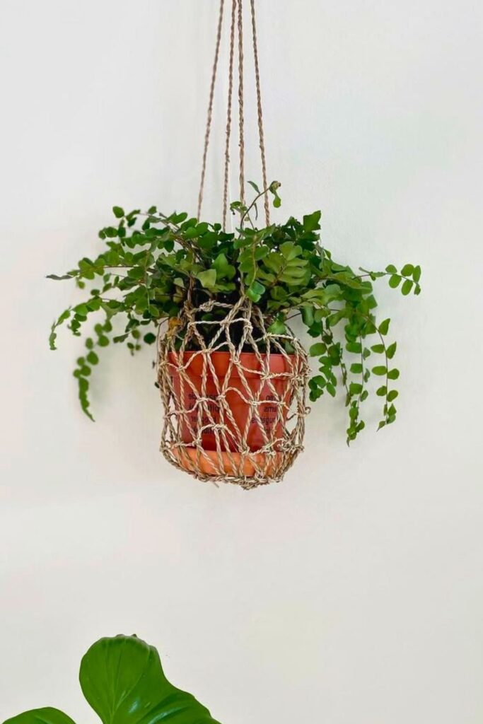 Button Fern Wall Plants