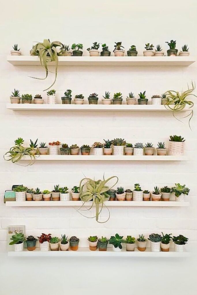 Cacti Wall Plants