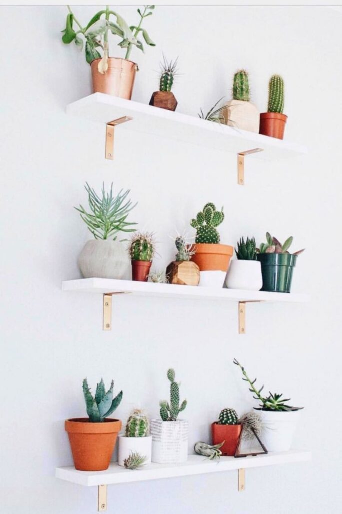 Cactus Wall Plants