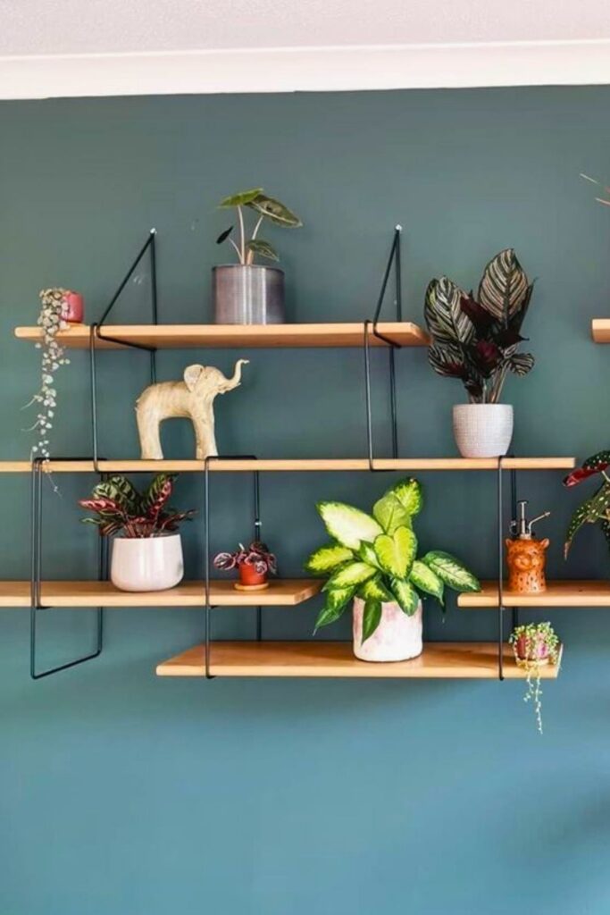 Calathea Wall Plant