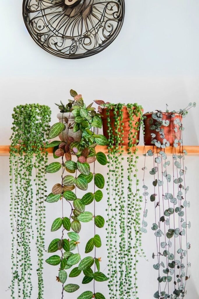 Ceropegia woodii Wall Plant