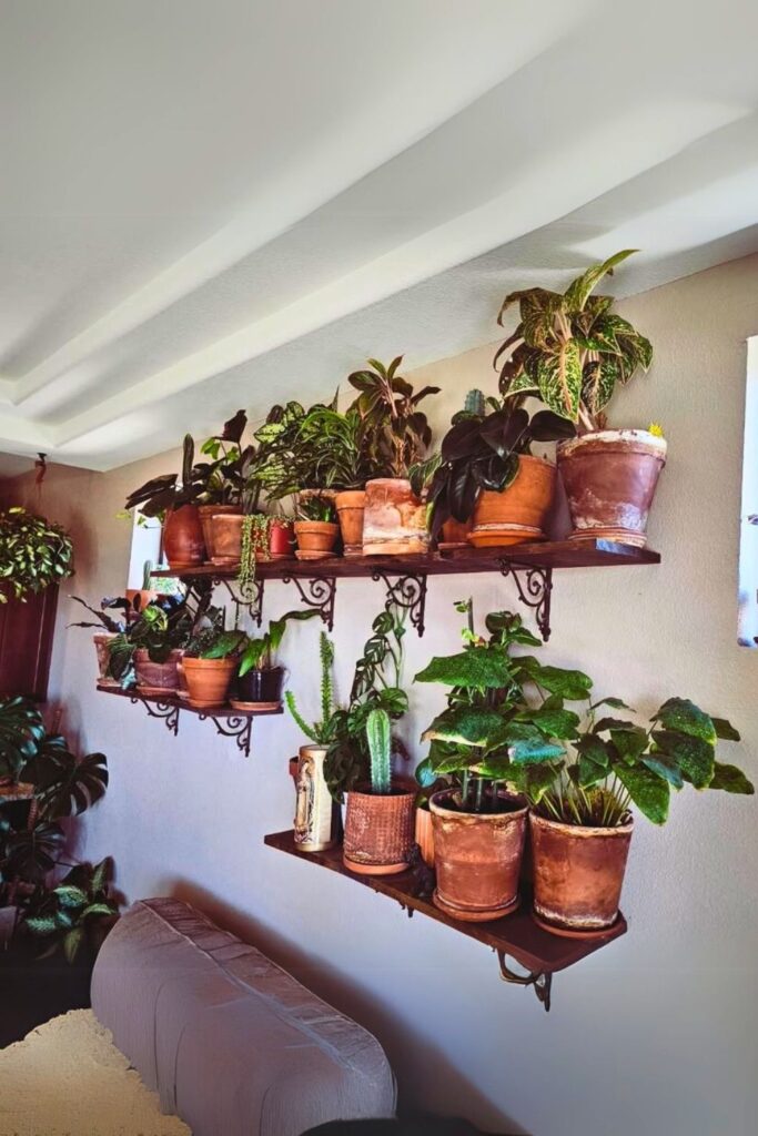 Chinese Evergreen Wall Plant