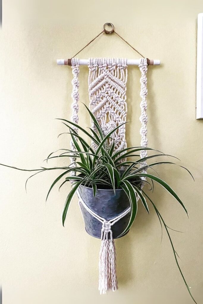 Chlorophytum comosum Wall Plant