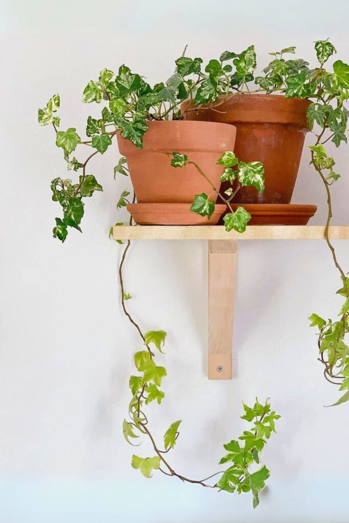 English Ivy Wall Plant