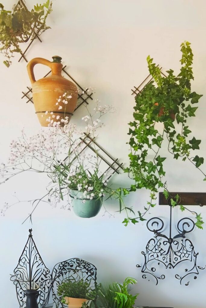 English Ivy Wall Plants