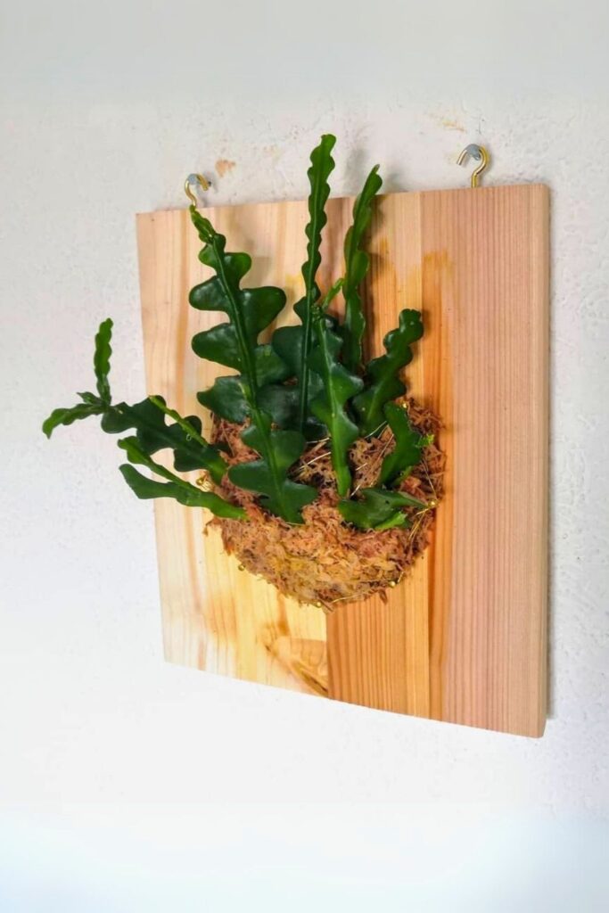 Epiphyllum anguliger Wall Plant