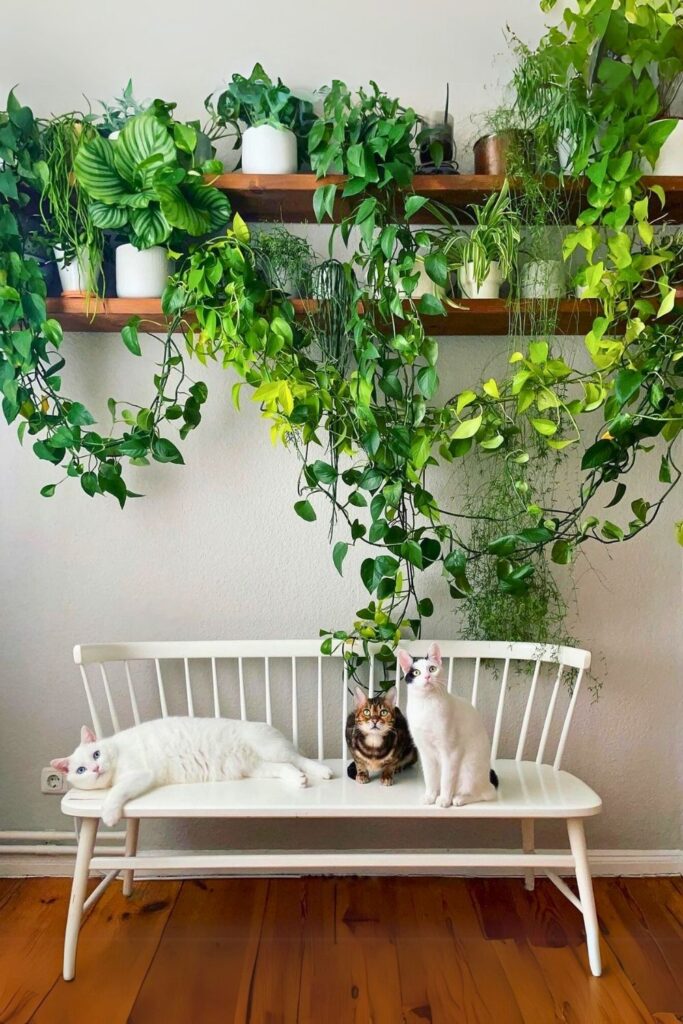 Epipremnum aureum Neon Wall Plant