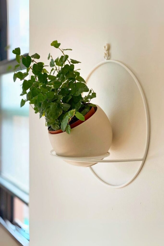 Ficus pumila Wall Plant