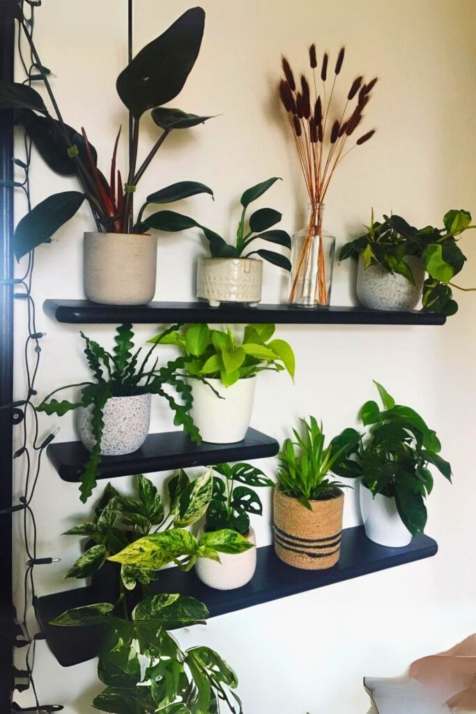 Fishbone Cactus Wall Plant