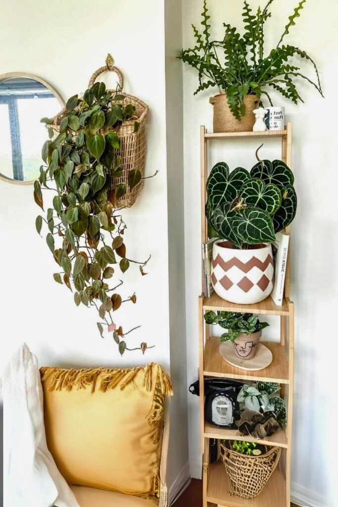 Heartleaf Philodendron Wall Plant