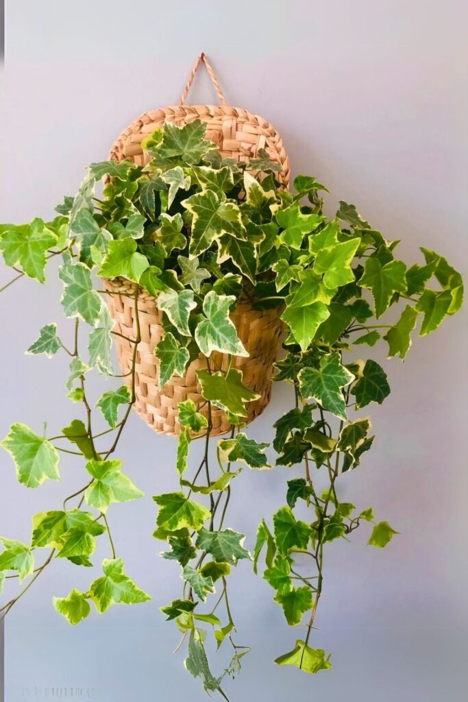 Hedera helix wall plant
