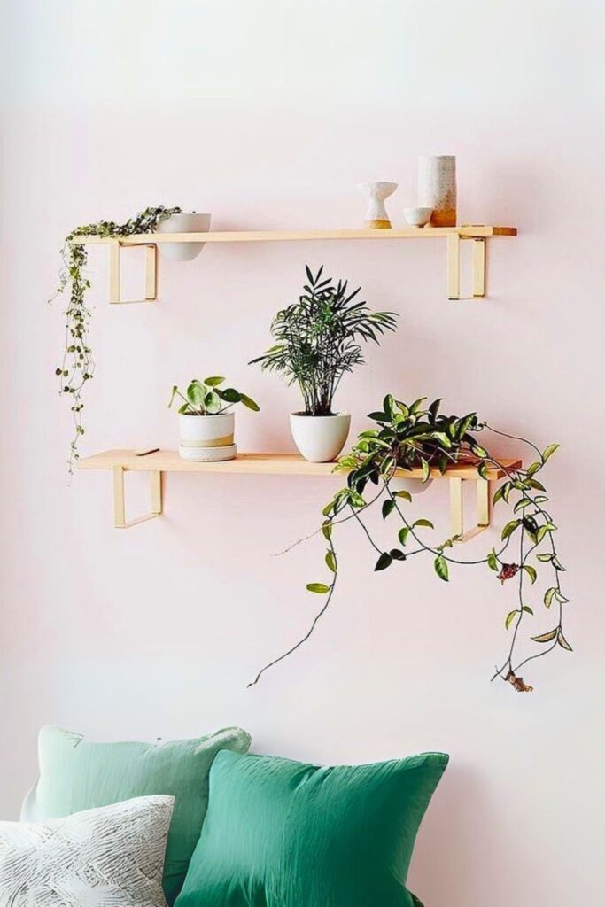 Hoya Wall Plant