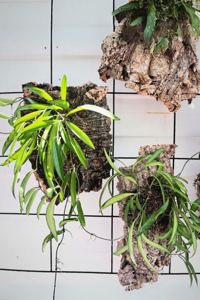 Hoya Wall Plants