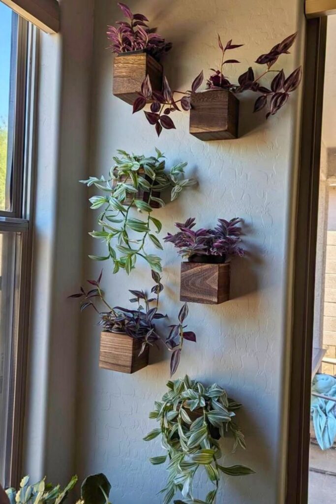 Inch Plant Wall Plant