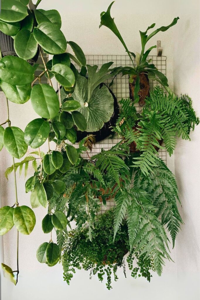 Maidenhair Fern Wall Plant