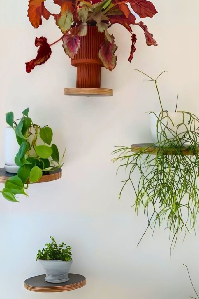 Mistletoe Cactus Wall Plant 2