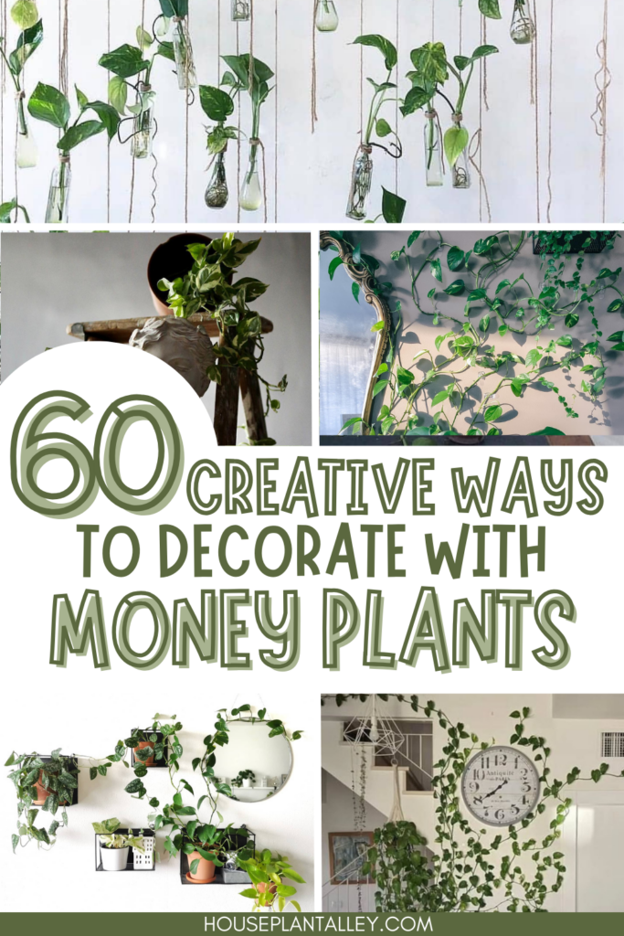 Money Plants Decor