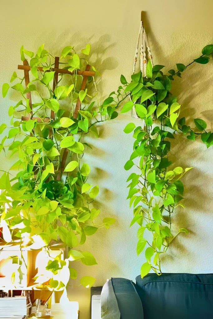 Neon Pothos Wall Plant