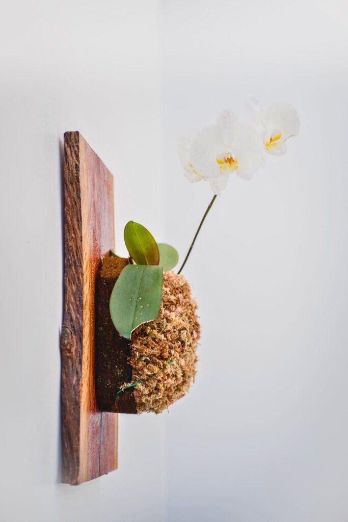 Orchid Wall Plant
