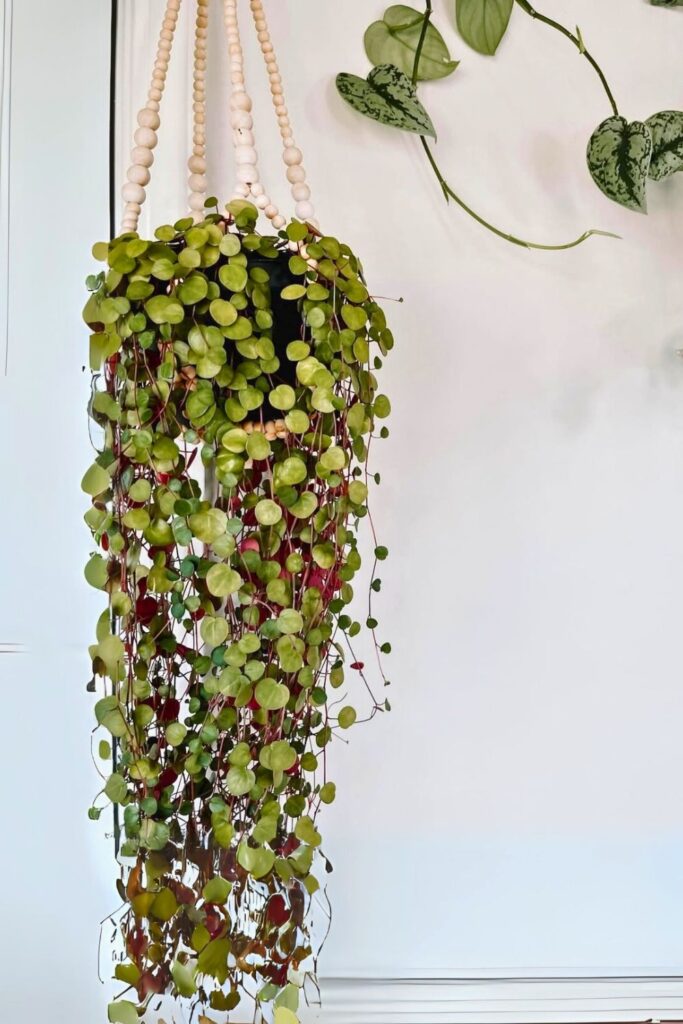 Peperomia Ruby Cascade Wall Plant 2