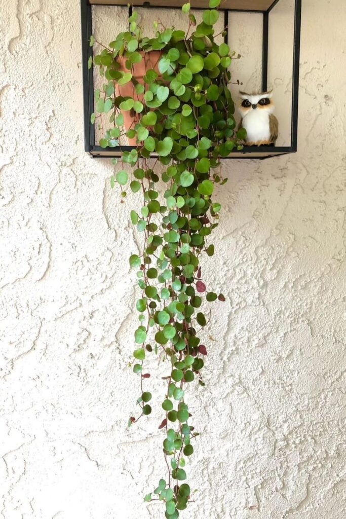 Peperomia Ruby Cascade Wall Plant