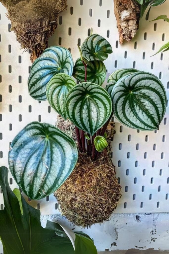 Peperomia argyreia Wall Plant