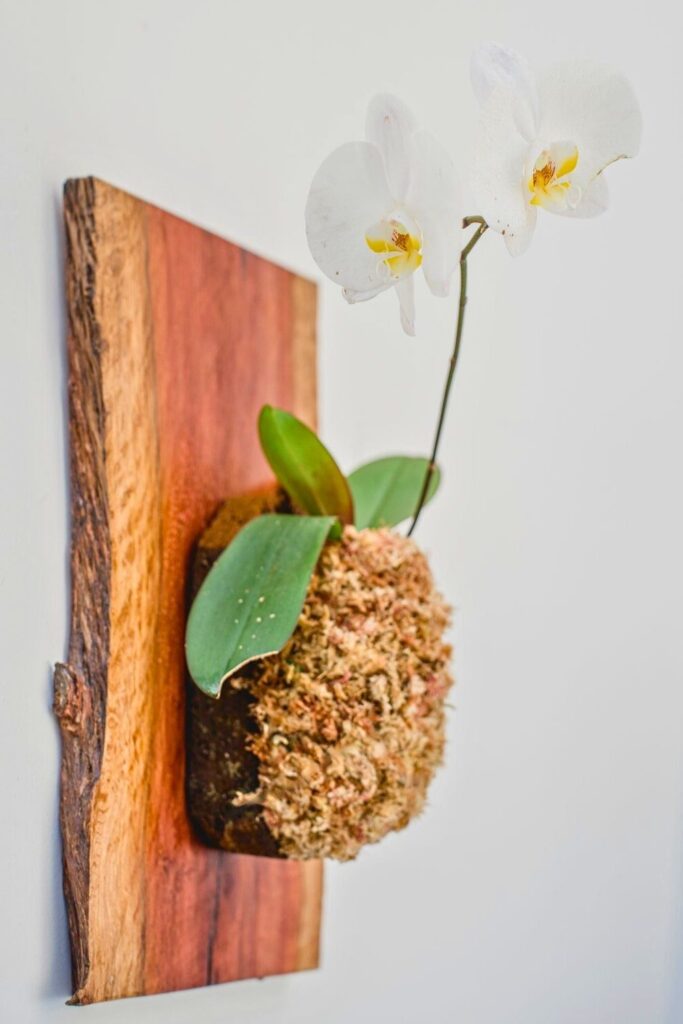 Phalaenopsis Orchid Wall Plant