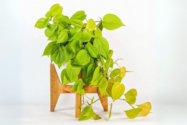 Philodendron cordatum