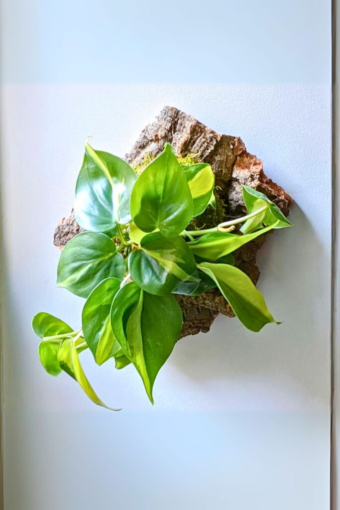 Philodendron scandens Wall Plant