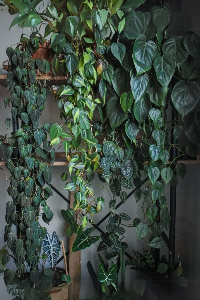 Philodendron wall plant