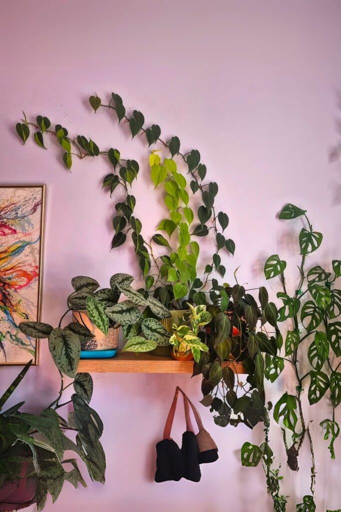 Philodendron wall plants