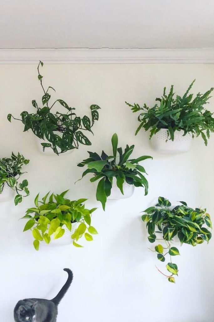 Phlebodium aureum Wall Plant