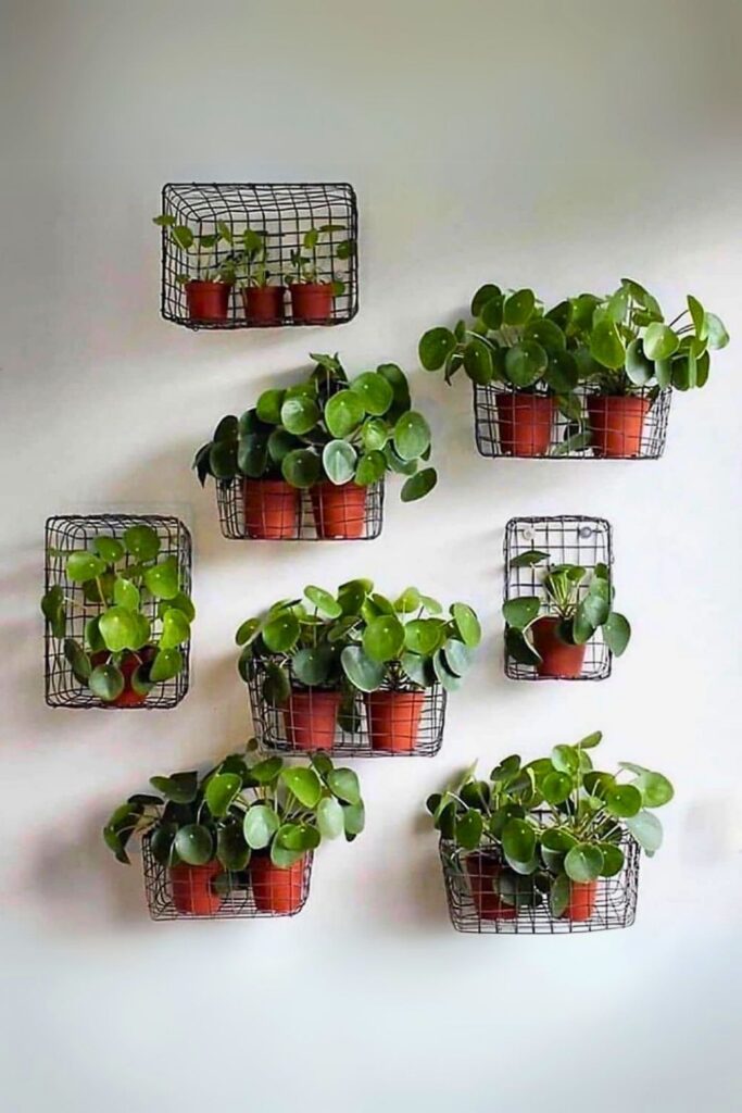 Pilea peperomioides Wall Plant