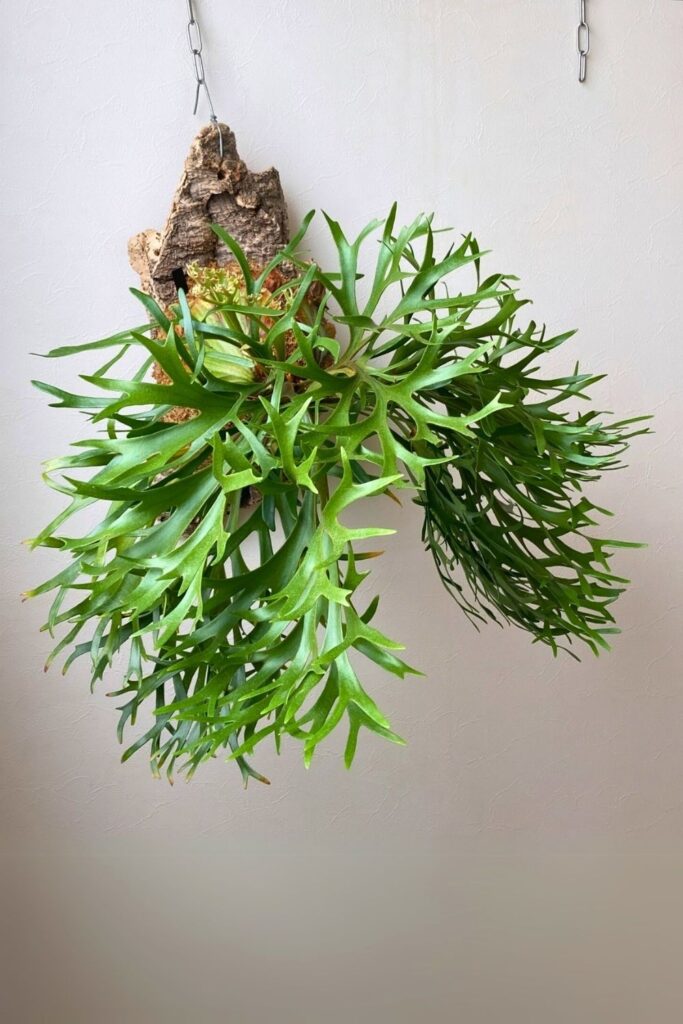Platycerium Wall Plant