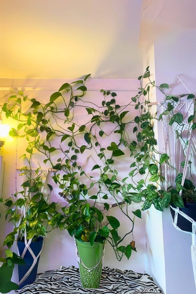 Pothos Wall Plant
