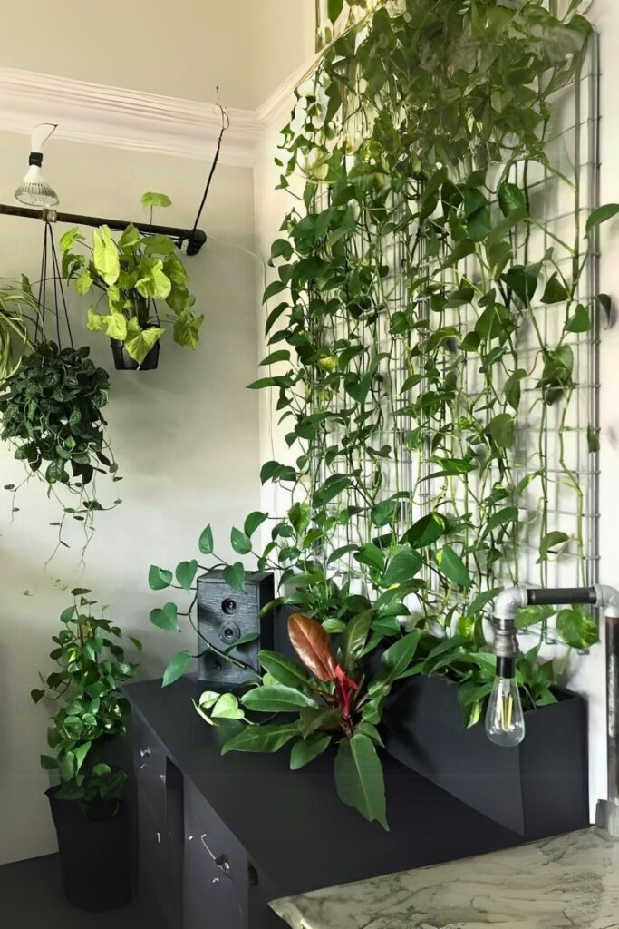 Pothos wall plants