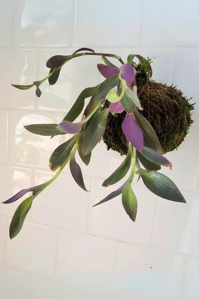 Purple Heart Wall Plant