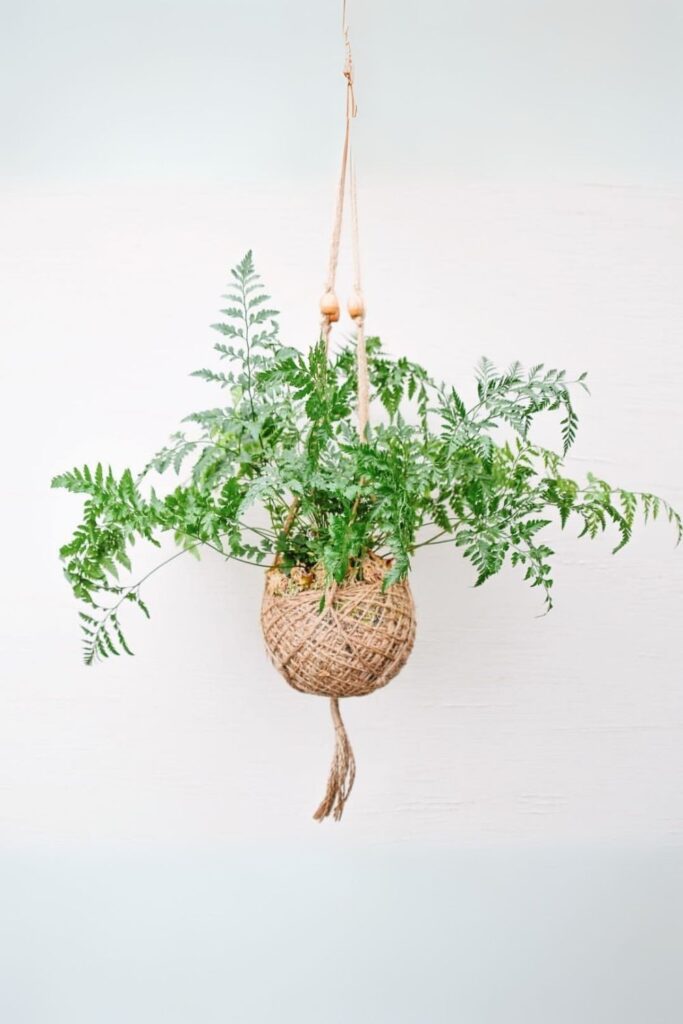 Rabbits Foot Fern Wall Plant