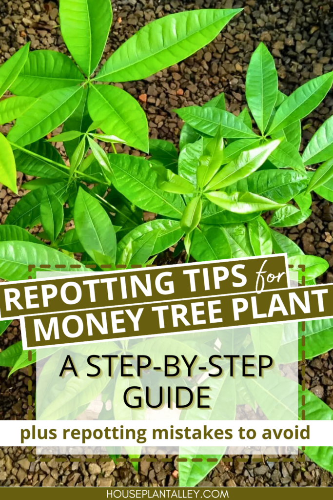 Repot Money Tree