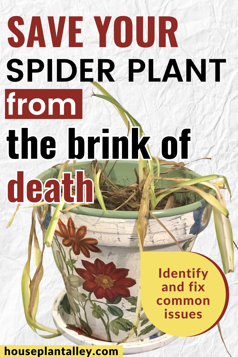 Reviving your spider plant how to rescue and rejuvenate houseplant alley