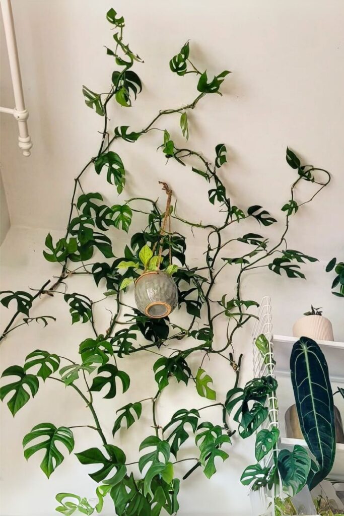 Rhaphidophora Tetrasperma Wall Plant