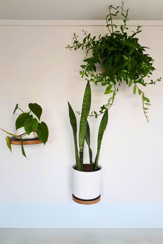 Sansevieria Wall Plant