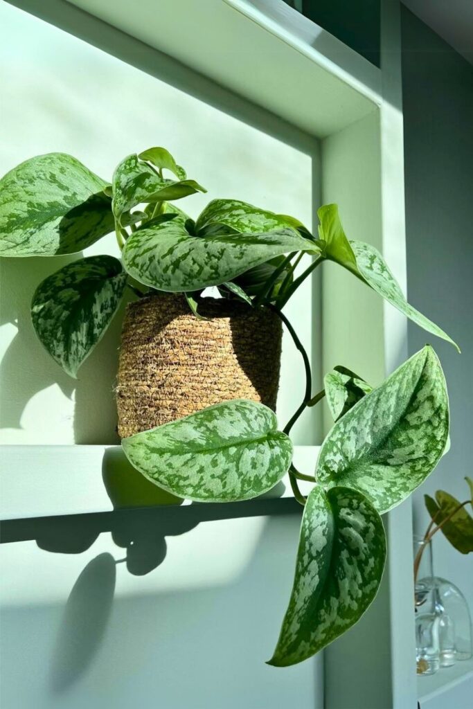 Scindapsus Wall Plant