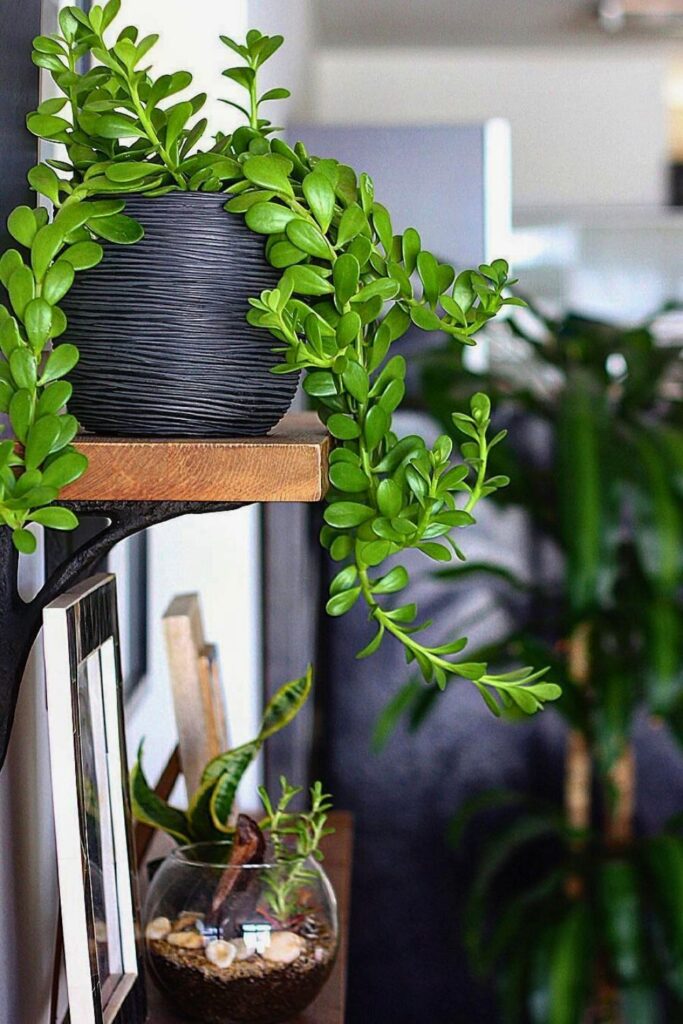 Senecio jacobsenii Wall Plant