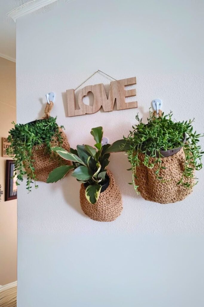 Senecio radicans Wall Plant