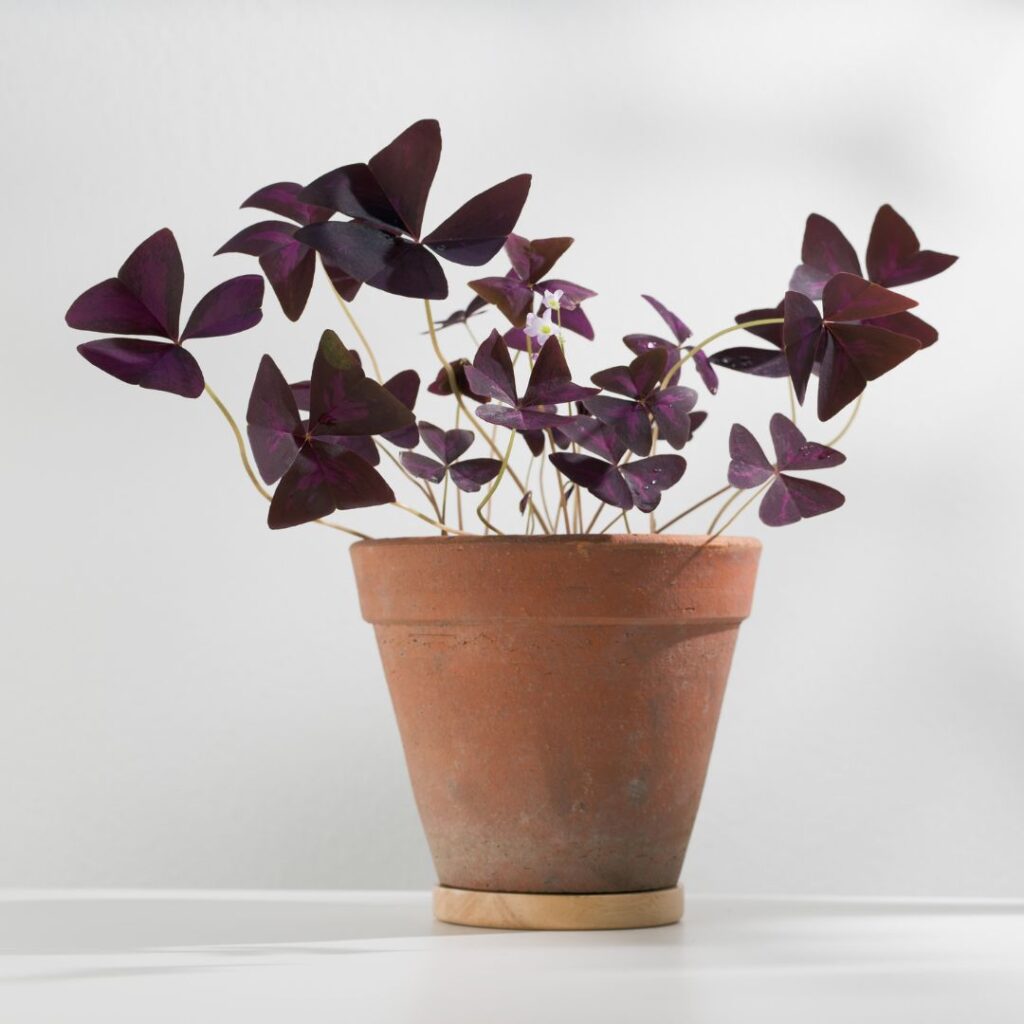 Shamrock Plant bathroom plant