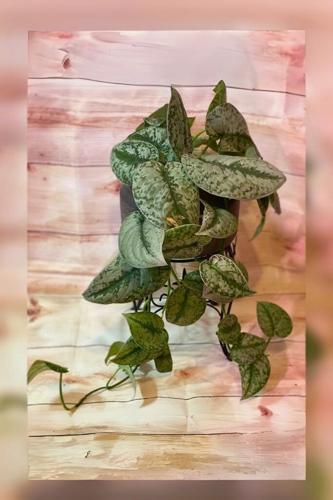 Silver Pothos Wall Plant