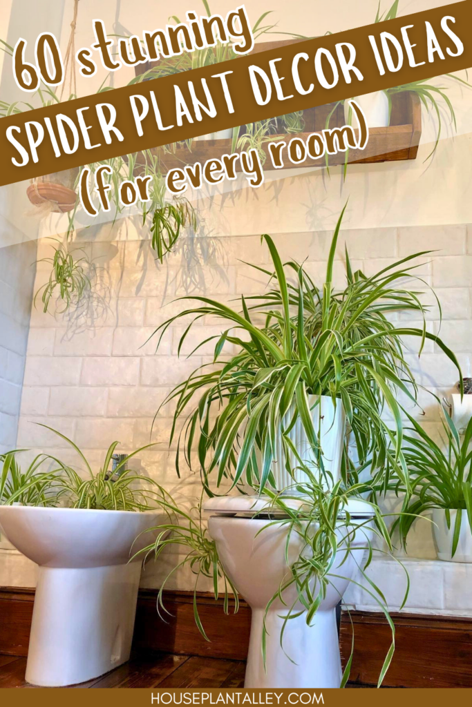Spider Plant Decor Ideas 1