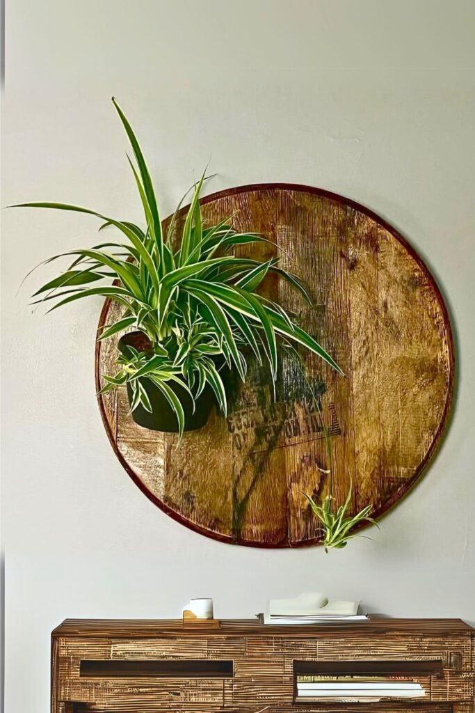 Spider Plant Wall Plant